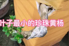黄杨下山桩品种介绍，真正的珍珠黄杨长啥样？对比后差别巨大！视频封面