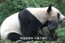 你知道大熊猫属于什么科吗视频封面