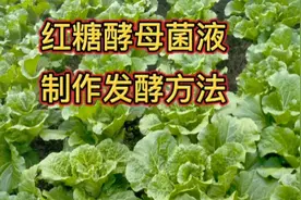 红糖酵母菌液哪个方法制作的好？试试这个，让你看得懂学得会