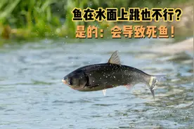 鱼总在水面上跳？这不是好兆头！一定要及时处理，不然容易死鱼！视频封面
