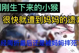 猴命好不好，妈妈最主要，可摊上这样的猴妈，生下来就给弄死！视频封面