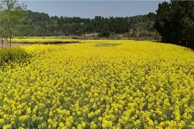 偷偷回老家看老汉，喊半天都没人答应视频封面