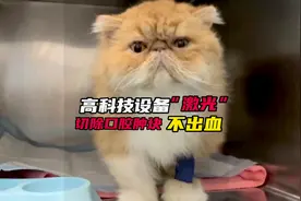 激光 切除 猫口腔嗜酸性肉芽肿！