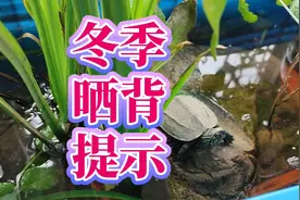 冬季乌龟晒背正确方法，冬天养龟可以晒太阳吗？乌龟晒台3点建议视频封面
