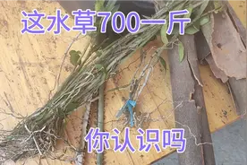 广西农村乡下，看看收购水草700块钱一斤这里，你们那些地方有吗