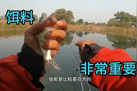 野钓饵料应该怎么开，野钓中需要小药来增加味型吗？看我实战演示视频封面