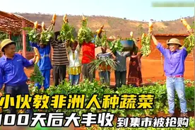 小伙教非洲人开荒种蔬菜，100天后大丰收，洋葱萝卜在集市被抢购视频封面