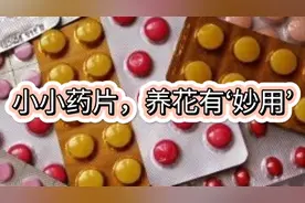 养花就用‘5’种小药片，过期不要扔，兑水浇花嗖嗖长不停视频封面