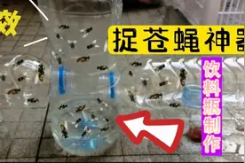 用塑料瓶制作捕苍蝇神器，一晚上捉上百只，简直太牛了，抓紧试试