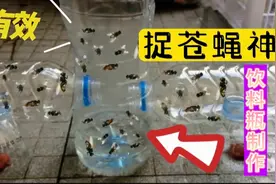 用塑料瓶制作捕苍蝇神器，一晚上捉上百只，简直太牛了，抓紧试试视频封面