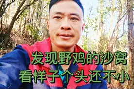 准备去取相机，山中却发现野鸡的沙窝，目测应该有两三只视频封面