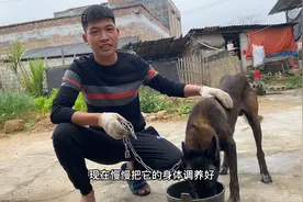 阿荣领养的马犬太瘦了，每日必加营养餐，慢慢训练还能把它调教好视频封面