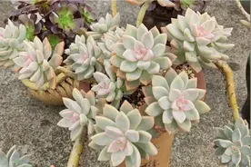 随着气温的降低，养护半年不到的老桩淡雪变美了视频封面