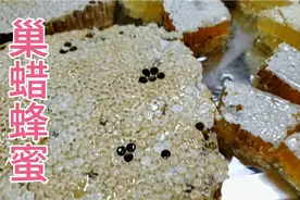 巢蜡蜜嚼着吃，小时候的味道，传统蜂蜜的一种食用方法视频封面