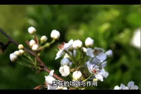 梨花的功效视频封面