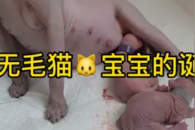 无毛猫🐱宝宝的诞生记录，太可爱了视频封面