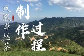 带你走进茶园，看看凤凰单丛茶专业制作全过程。视频封面