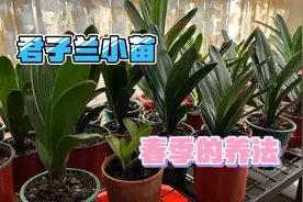 君子兰小苗春季注意这四点，快速生长叶片兰质高视频封面