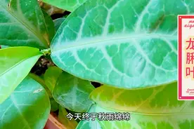 龙脷叶--寓意为龙的舌头，助你财源茂盛