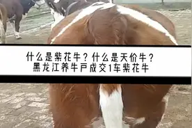什么是紫花牛？什么是天价牛？黑龙江养牛户成交1车紫花牛视频封面