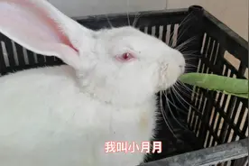 兔兔也有烦恼吧，为什么不吃肉还胖的快！为什么这么可爱还被吃🙃视频封面