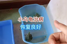 小乌龟得了烂甲病不用害怕，巴西龟，电商平台买点药就能治好视频封面