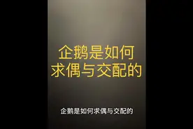 企鹅的求偶与交配