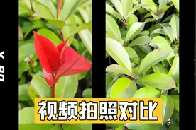 vivo x80 视频拍照对比 苹果13mini 吊打？视频封面