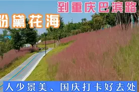 重庆主城赏粉黛花、马鞭草来巴滨路，人少景美适合拍照赏花好去处视频封面