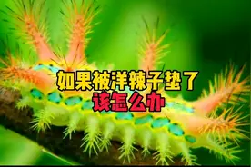 如果被洋辣子蛰了教你四招包你管用