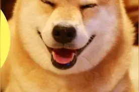 梦见狗是什么意思？做梦梦到狗好不好？（一）视频封面