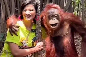 泰国Bangkok曼谷动物园，泰国旅游美女被猩猩调戏了视频封面