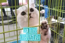 可爱银渐层矮脚包子脸小耳朵大眼睛太可爱了，两只长毛渐层才1000视频封面