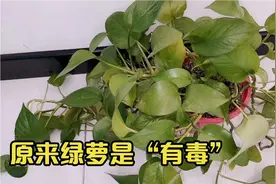 您知道绿萝是“有毒”的吗？家里有小孩的快看看，我也是才知道视频封面