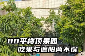 住顶楼真的太热了，这些水果早应该种楼顶，不仅防晒还天天有果吃视频封面