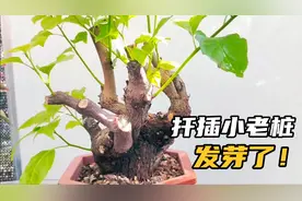 捡漏的三角梅粗枝条扦插成活，新芽30公分长需要打顶吗？
