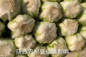 陕西农村蔬菜大量滞留，农民只能就地销售，大葱成了人们抢购对象视频封面