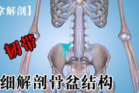 详细解剖骨盆结构（下）【推拿解剖】视频封面