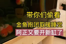 带你们偷偷看一下金鱼是怎么睡觉的，抱团取暖排排队，实在太可爱