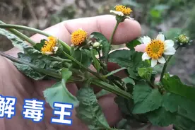 农村野生植物鬼针草，农民很讨厌它，挖回家煮水，效果非常好视频封面