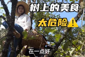 很高的树上有一种美食树树需要爬树上去，在危险⚠️也值得美味！视频封面