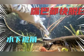 鳄雀鳝日常进食翻车，被小龙虾一脚踢飞，吃小鱼干差点下巴脱臼