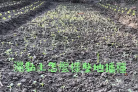 种青芥蓝～怎么样在又湿又黏土上整地播种？完美的出苗。视频封面