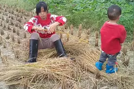 晒点水稻杆都把它当宝贝晒着晒着就没了，害我没晒干就把他捆起来视频封面