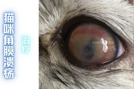 （威海病例）猫眼睛浑浊、流泪、红肿有血丝、溃疡，滴药治疗痊愈视频封面