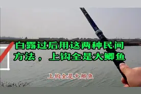 白露过后用这两种民间方法 ，上钩全是大鲫鱼 ！