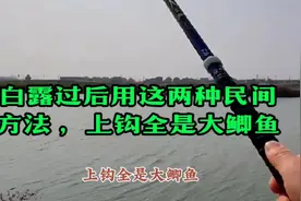 白露过后用这两种民间方法 ，上钩全是大鲫鱼 ！