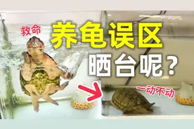 居然有人养龟不用晒台，龟都快淹死了视频封面