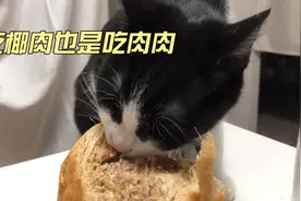 小猫吃椰肉，跟吃肉一样香视频封面