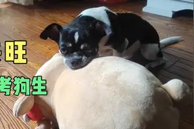 狗子真搞笑，在家思考人生，看看这狗子是怎样把主人逗乐的视频封面